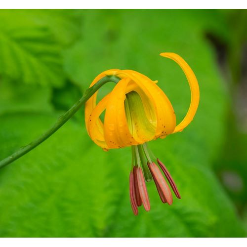 Wild, Jamie and Judy 아티스트의 Washington State-Central Cascades-Columbia Tiger Lily wildflower작품입니다.